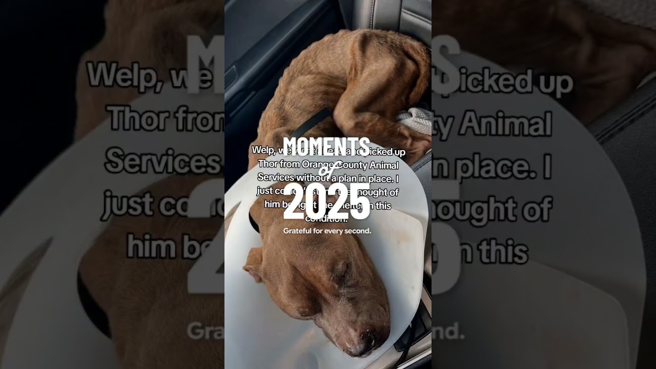 #adopteddog