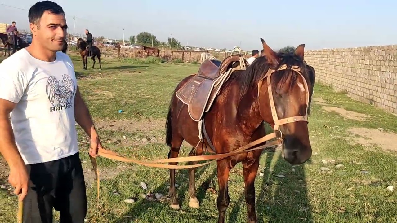 Bərdə at bazarl 05.07.2024.050.571.71.57