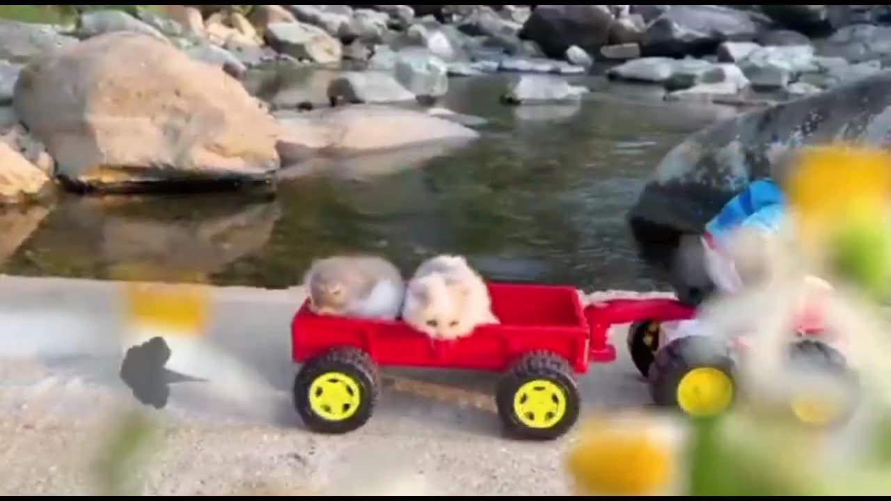 Funny Videos and Cutest BabiesBebé MonoBonBon Eat Rainbow Jelly And swimming With Cute
