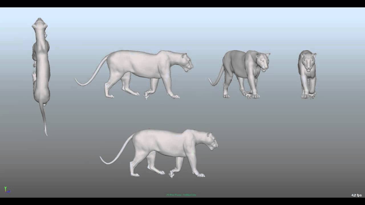 Tiger Walkcycle