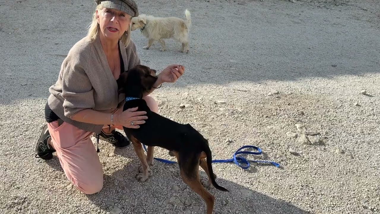 Женщина нашла эту собаку, истощенную и обезвоженную, брошенную на произвол судьбы! - Приют Такис