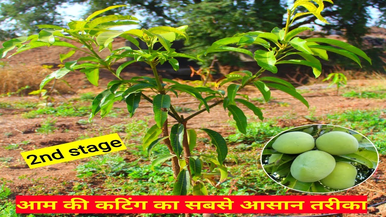 आम की 2nd स्टेज कटिंग आसान तरीके से | Mango second stage pruning in Easy way | आम की प्रूनिंग
