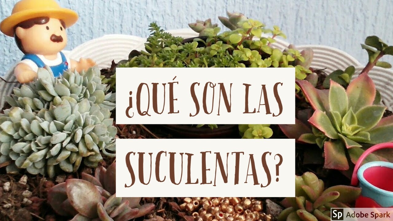 ¿Qué son las suculentas? | Características,  tipos y cuidados | TLALI
