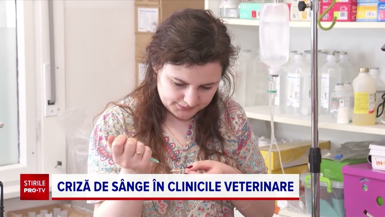 Criză de sânge în clinicile veterinare. Cât costă o transfuzie pentru câini
