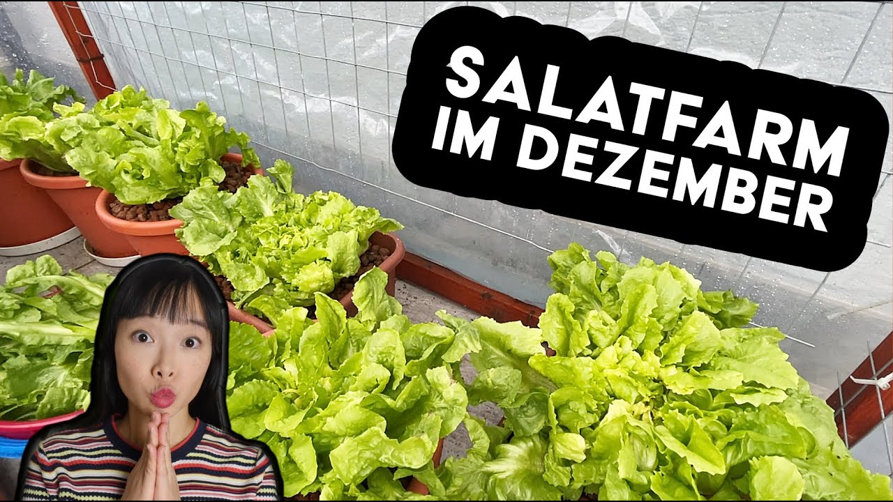Dezember Rundgang Balkon und Garten | mein Ökosystem