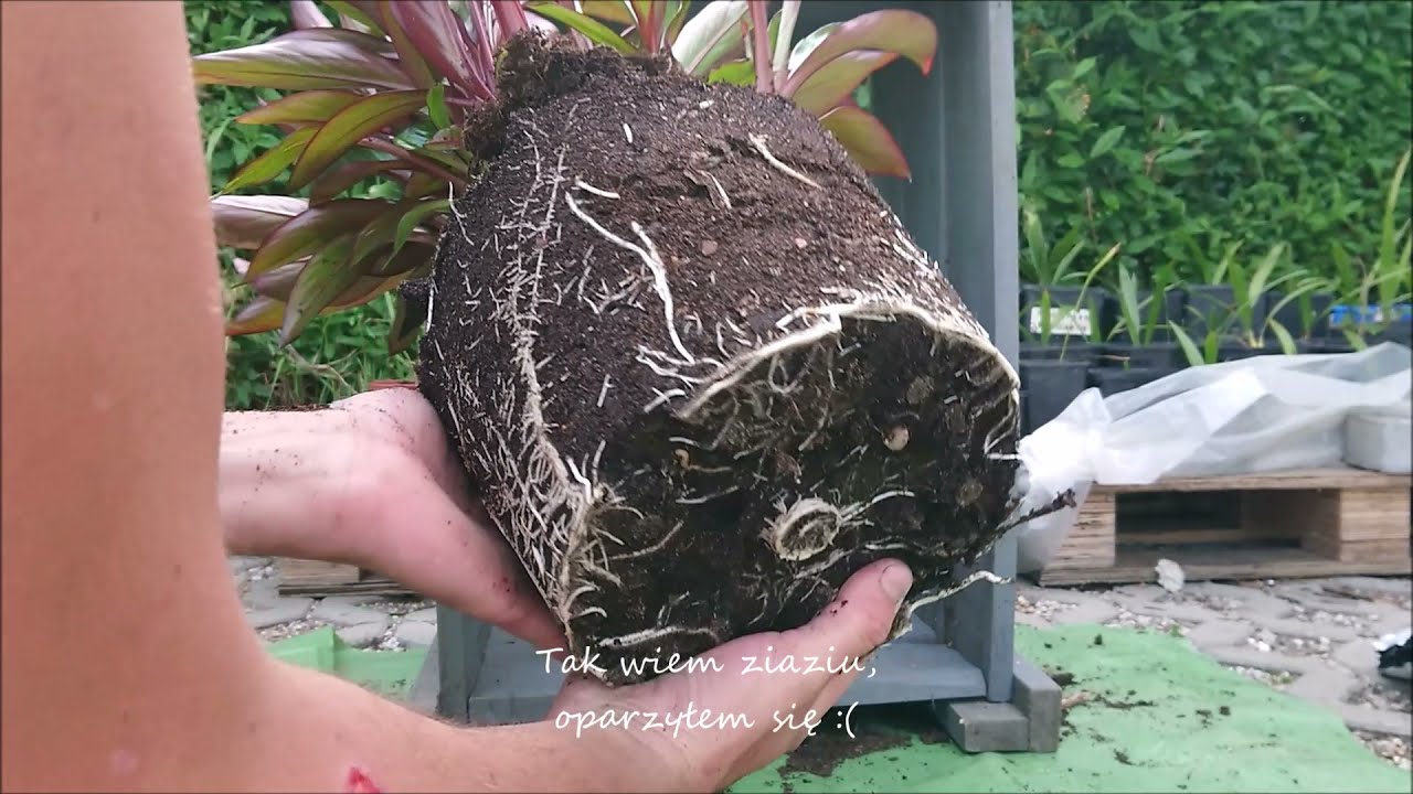 Rozdzielanie bananowca ensete maurelli, doniczka nr 2 około 40szt!