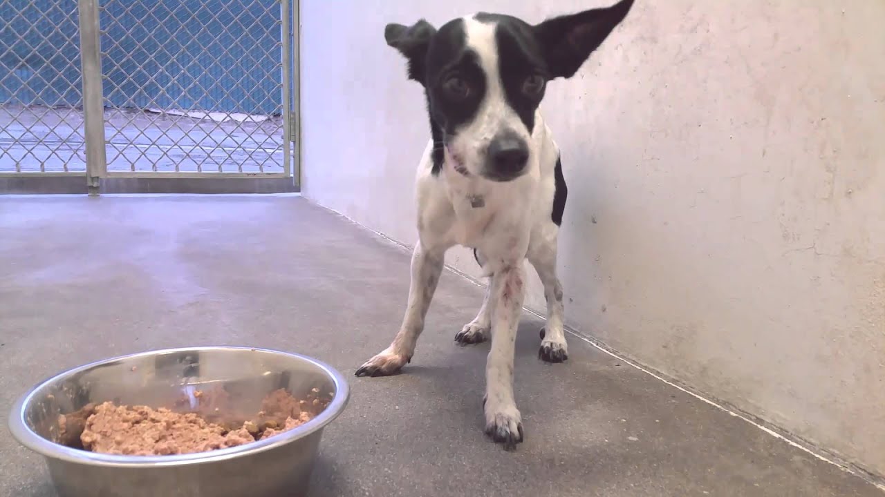 Terrified 3 year old male chihuahua