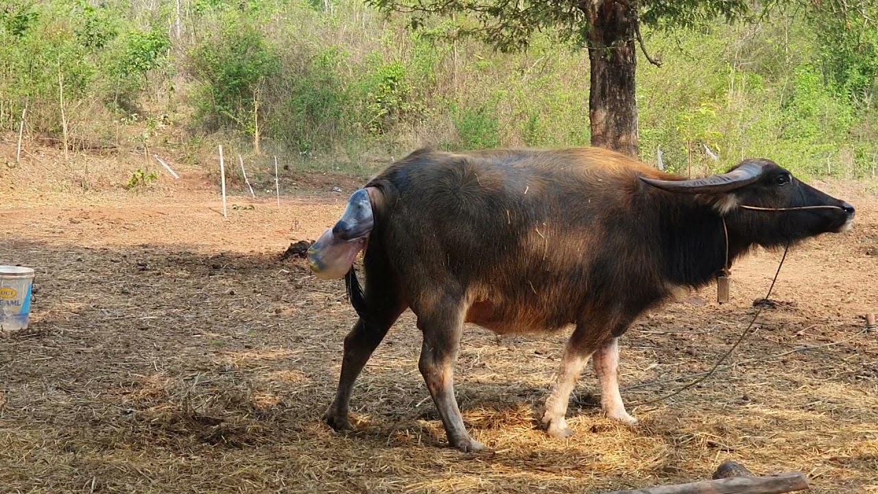 ควายออกลูก