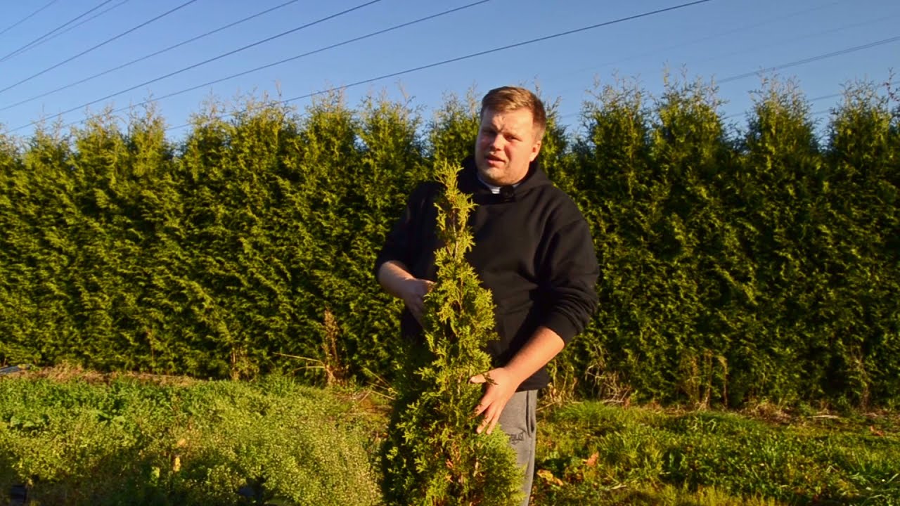 DLACZEGO TUJE BRĄZOWIEJĄ? (Konkretny poradnik)