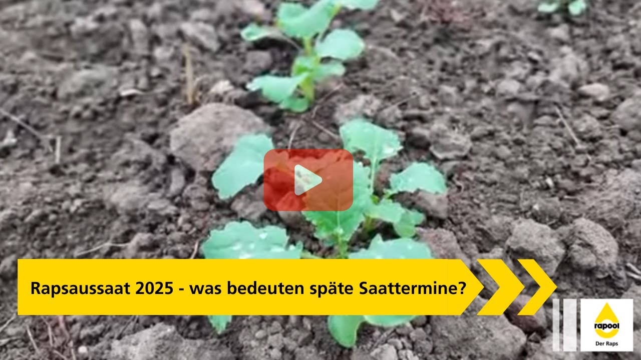 Wachstumsregler in der Raps Fr&uuml;hsaat