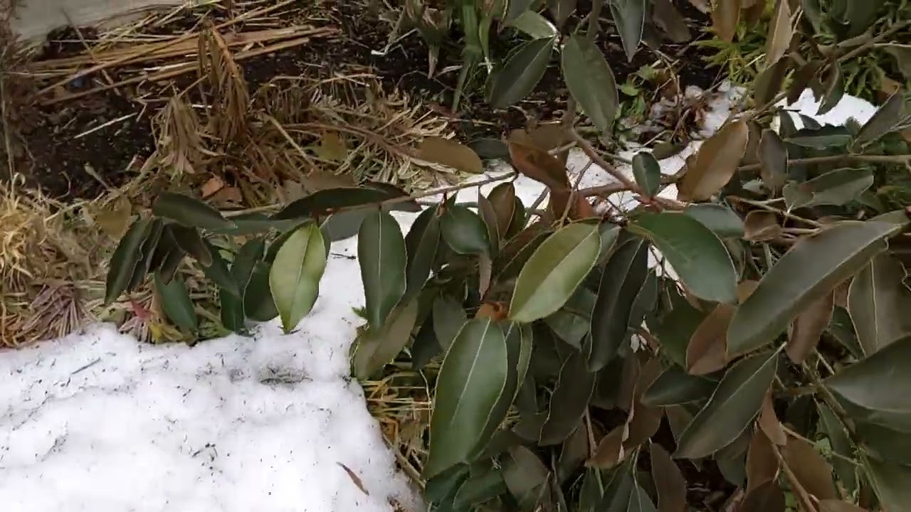 Jan 10/26 winter thaw update