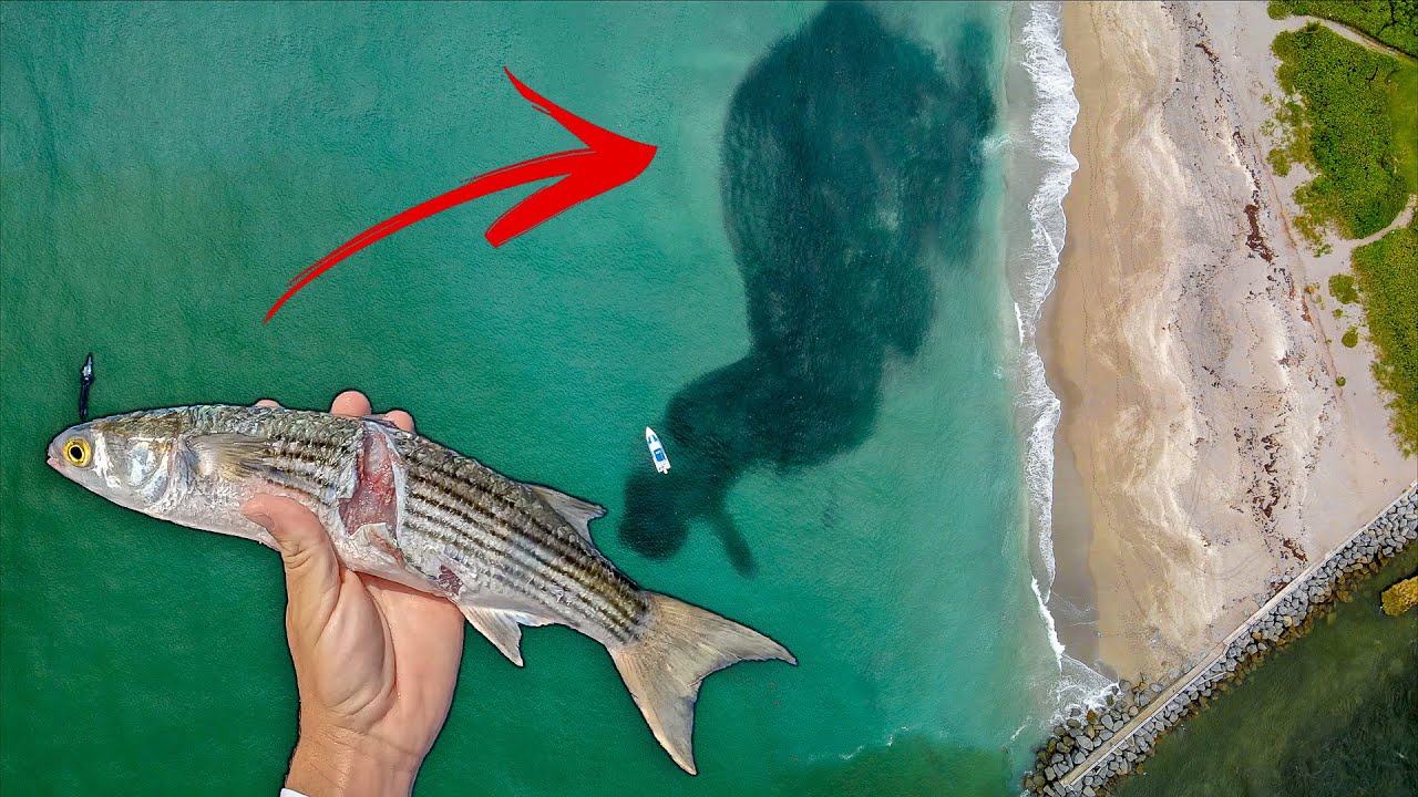 30 Days Chasing World's Most EPIC Bait Migration (Florida Mullet Run)