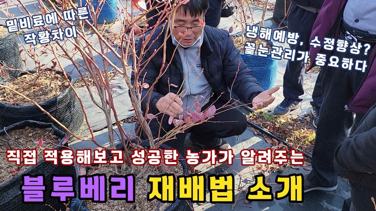 블루베리 냉해 예방, 수정률 향상, 비료 적용 방법 등 성공적인 블루베리 재배법(feat. 블루베리 재배 노하우)