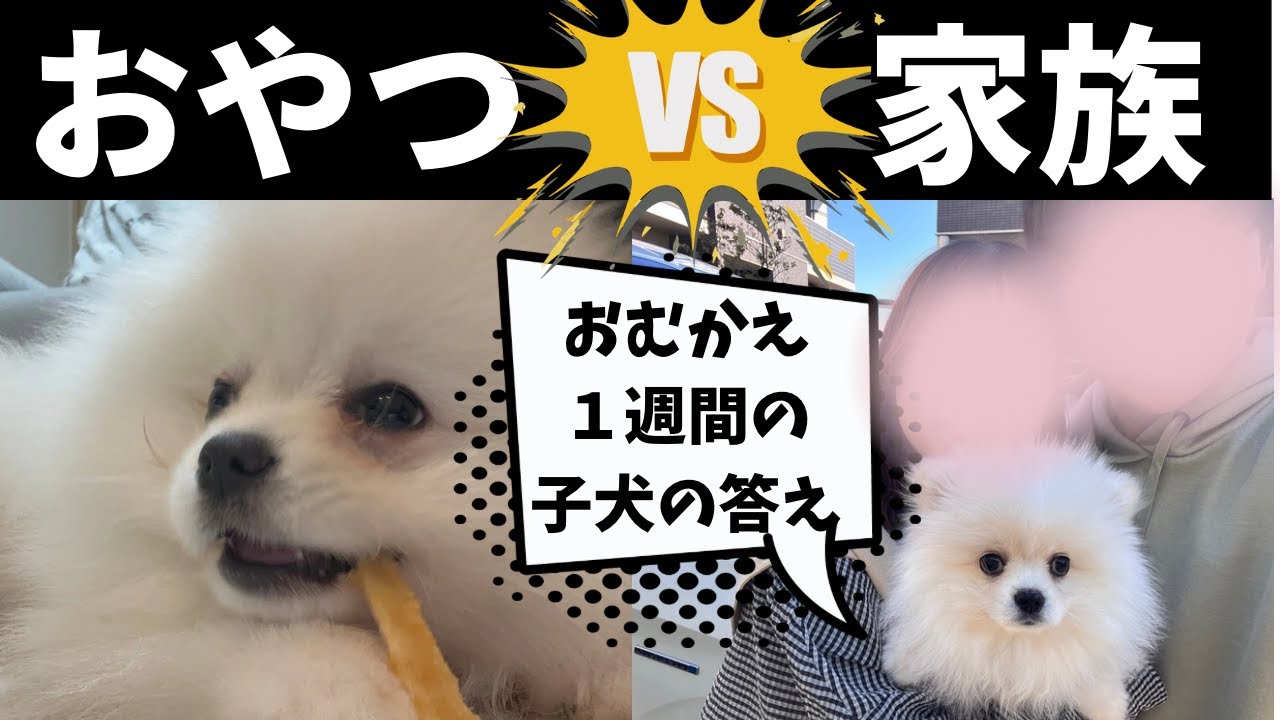 【おやつVS家族】おむかえ１週間の子犬がまさかの選択
