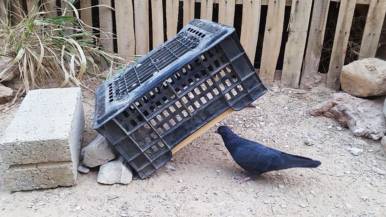 مصيدة أخلاقية لطيفة لصيد الطيور الحمام - تدوير نفايات البلاستيك 😎🕊👌