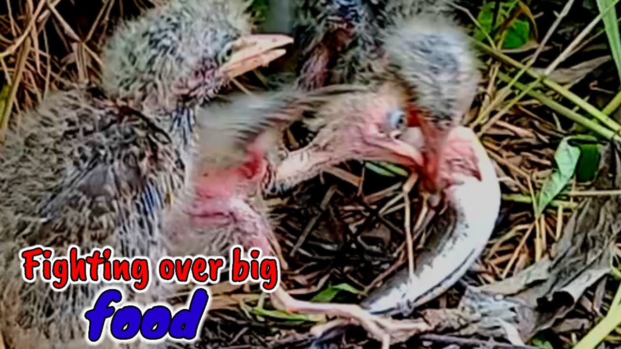 THE BABY BIRDS ARE HUNGRY AND EAT A LOT