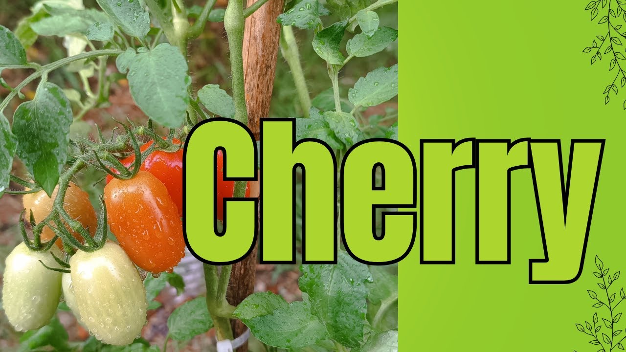 Tomates Cherry Perita, sus cuidados y bonus track experimento.