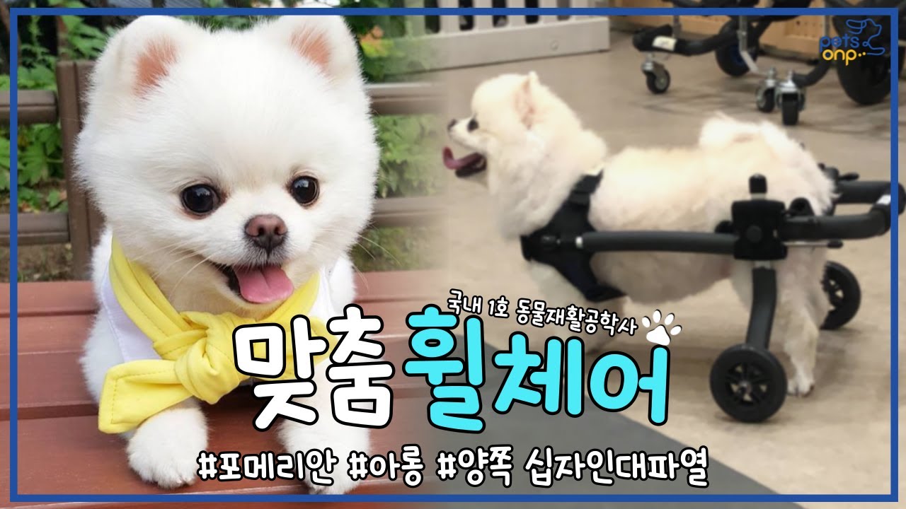 🐶(포메리안) 강아지 양쪽 십자인대파열에 무릎보호대 대신 맞춤 휠체어 제작!