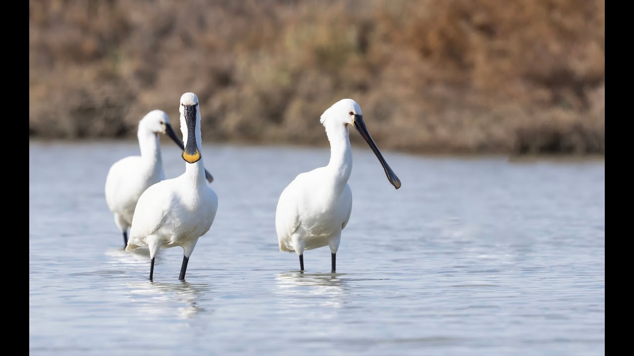 Eurasian Spoonbill