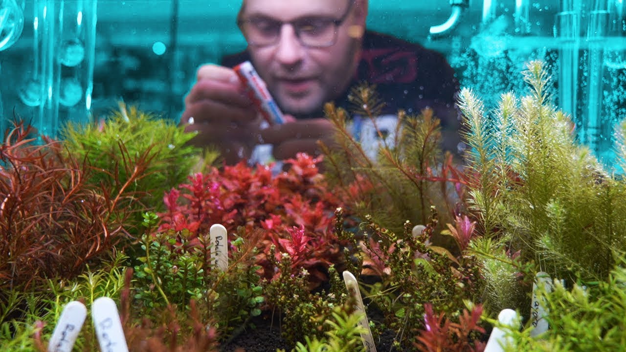 TOMIG zeigt sein ROTALA AQUARIUM!