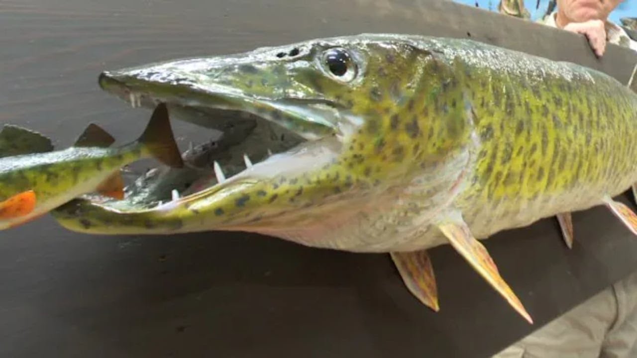 Quite the fish tale: Muskie caught in 1918 restored