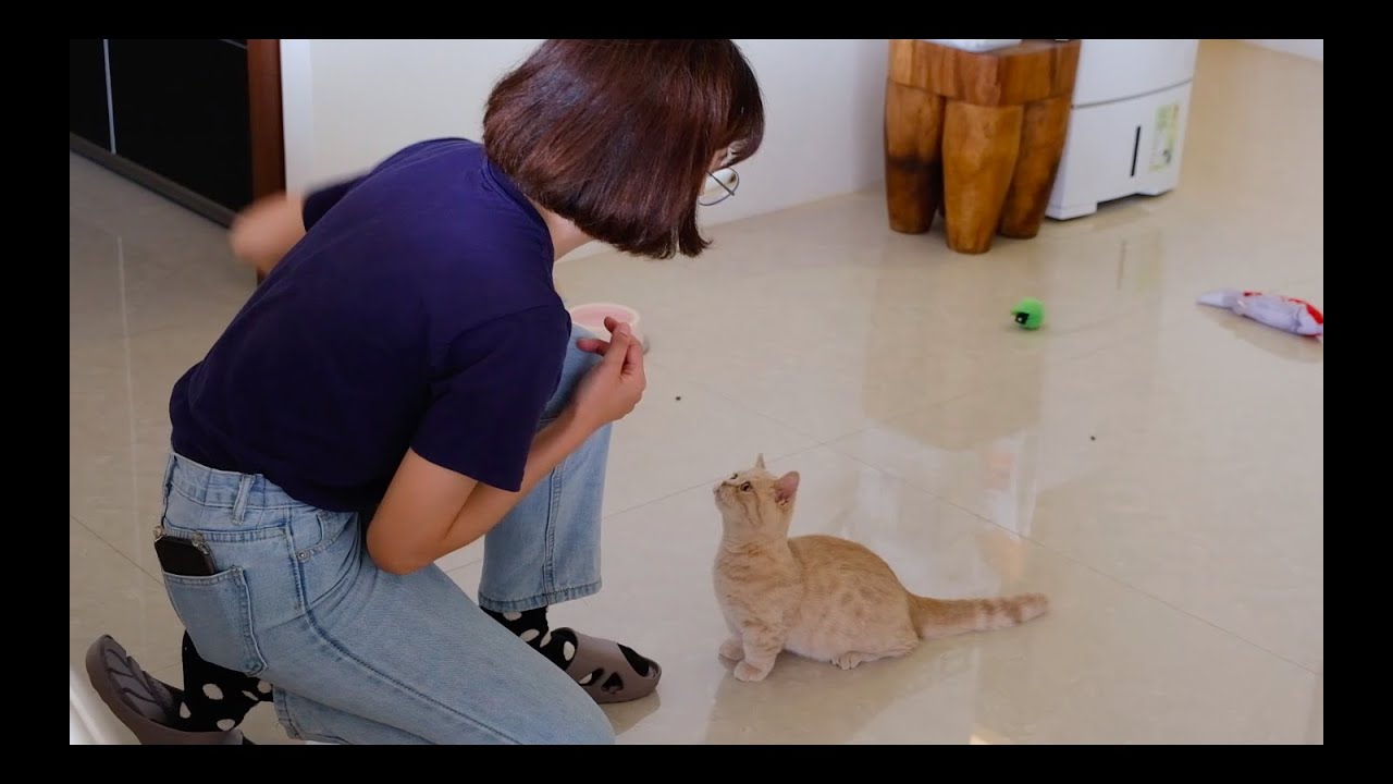 曼赤肯寶寶，這是我看過最多貓抓板的家。【貓咪課程記錄🐱】