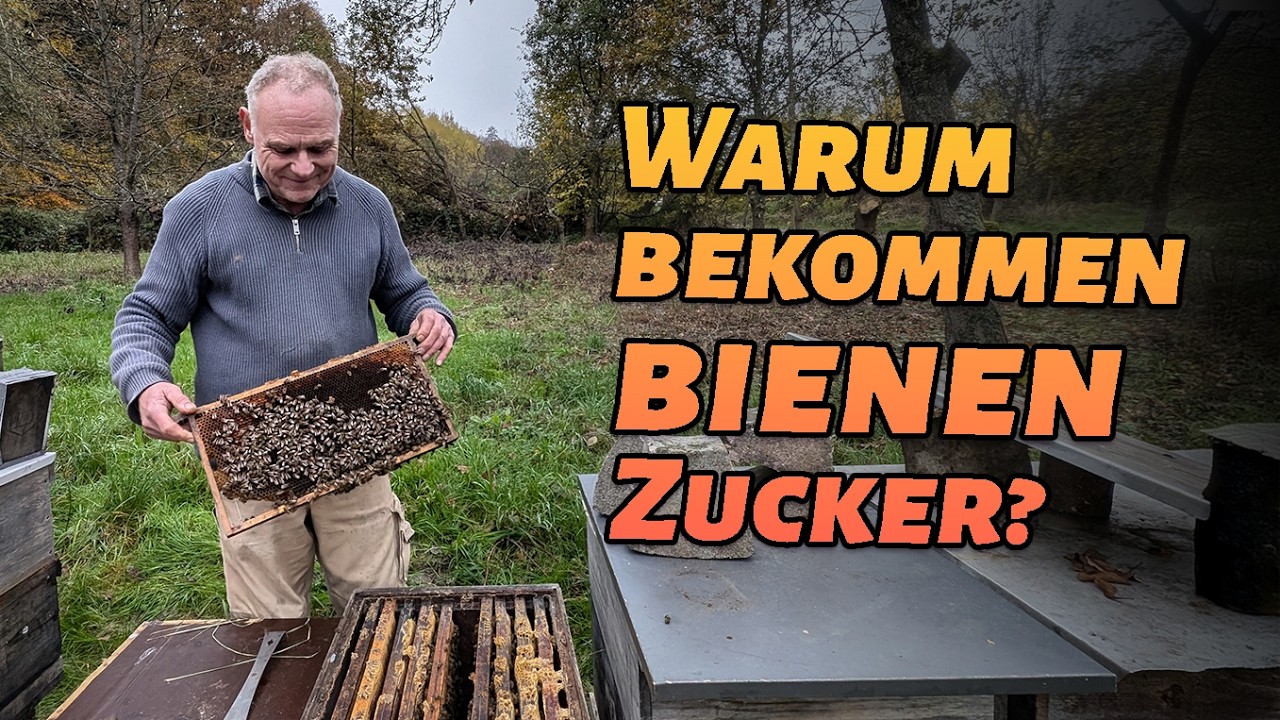 Was machen Bienen im Winter? Vom Zittern, Futtern und Kuscheln