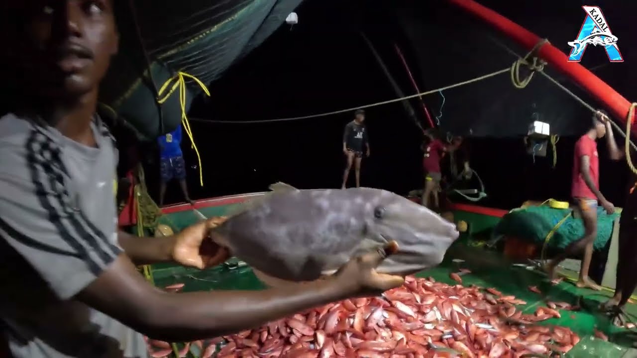 “Rare Giant Fish Caught at Sea” | Giant Sea Catch of the Night | Night Fishing Brings Giant Surprise