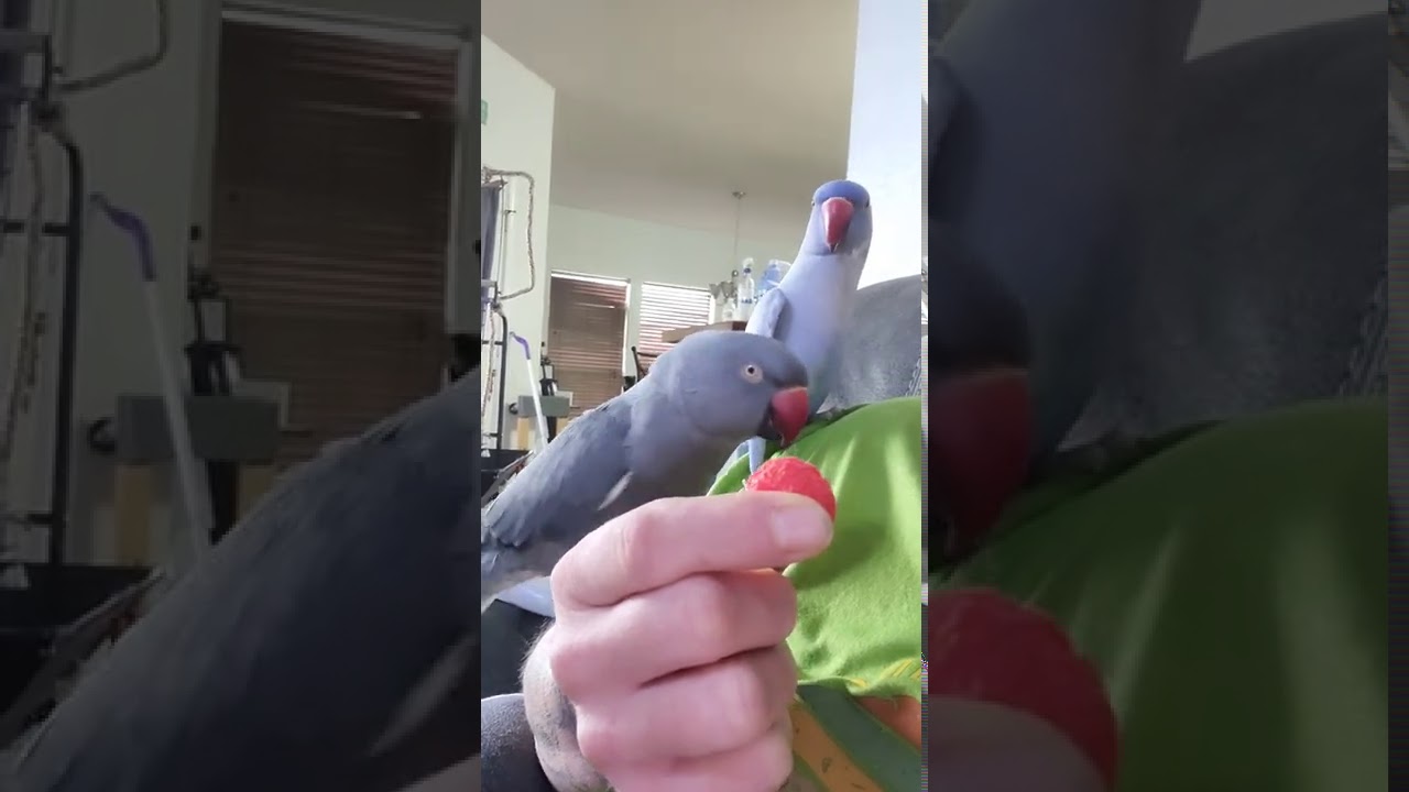A bird and his girlfriend, a toy tomato