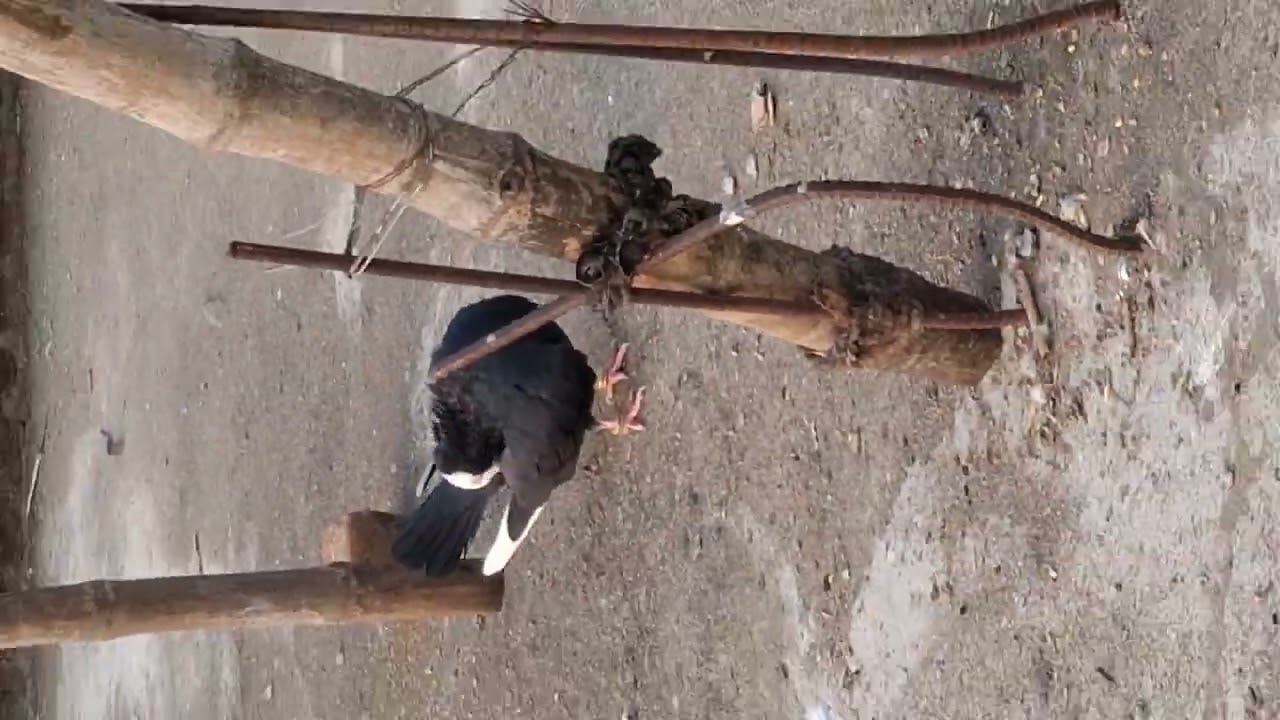 pigeons lover #youtubeshorts #wayral_video #trendingsong #bird #trendingvideo