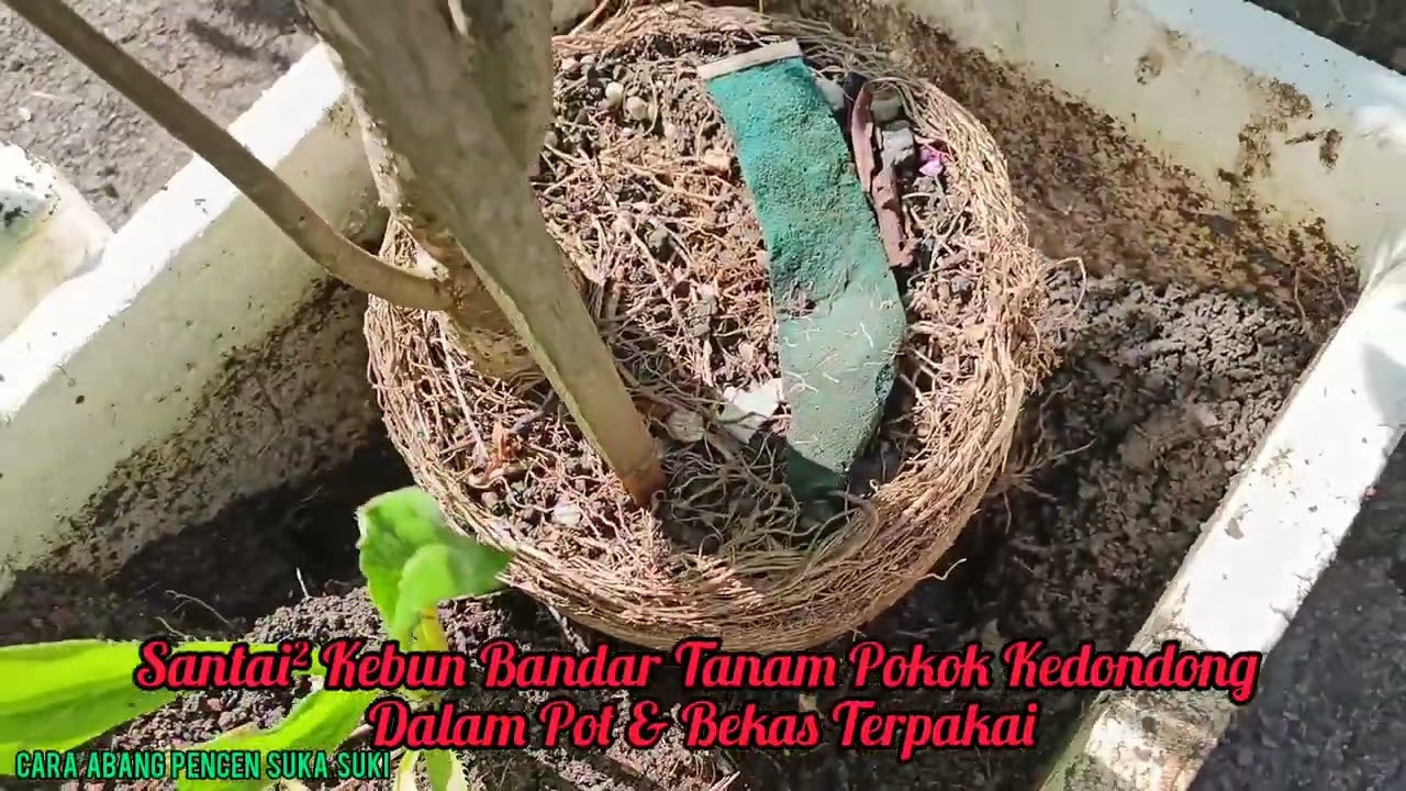 SANTAI² KEBUN BANDAR TANAM POKOK KEDONDONG DALAM POT & BEKAS TERPAKAI/#wajibcuba