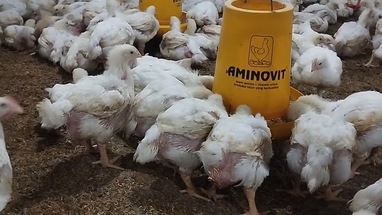 Kandang broiler close house