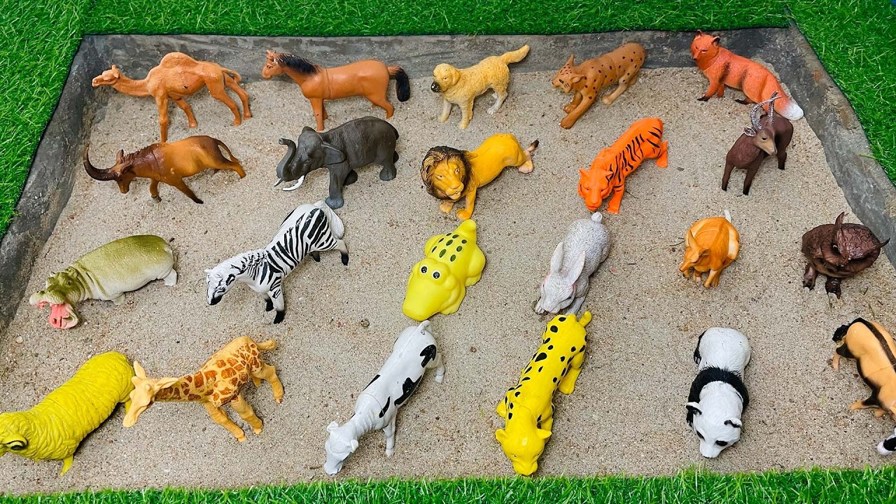 GIANT Animals for Kids! | How BIG Are They? 🐘 | Educational Wild Animal Video