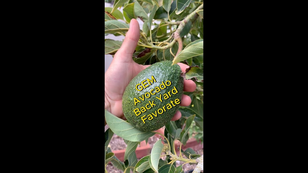 The GEM Avocado Tree Is Great for the Backyard