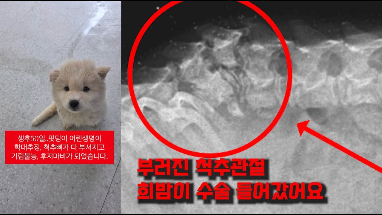 척추골절 유기견 흰밤이/ 수술 들어갔습니다 / 예상 병원비 약 1800만원 /부족한 금액 약 670만원 / 도와주실 천사님들 커커커커몬 ::)