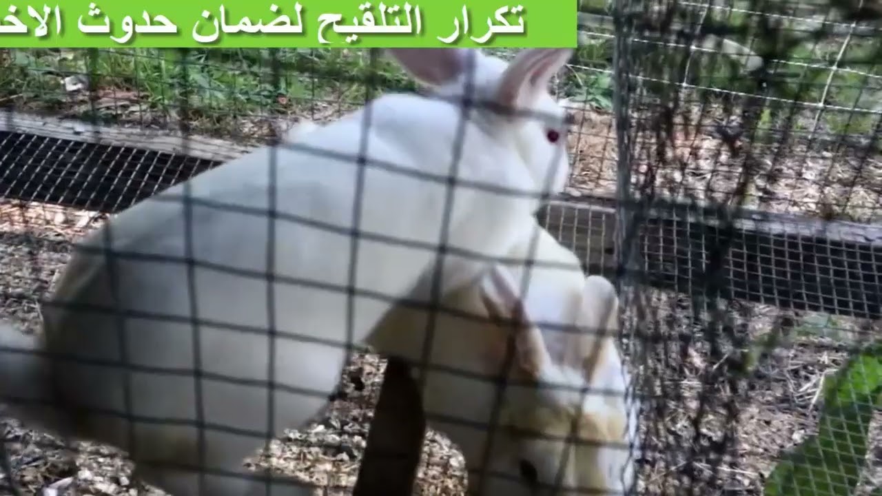 الفرق بين التلقيح الطبيعي والتلقيح الصناعي في الارانب