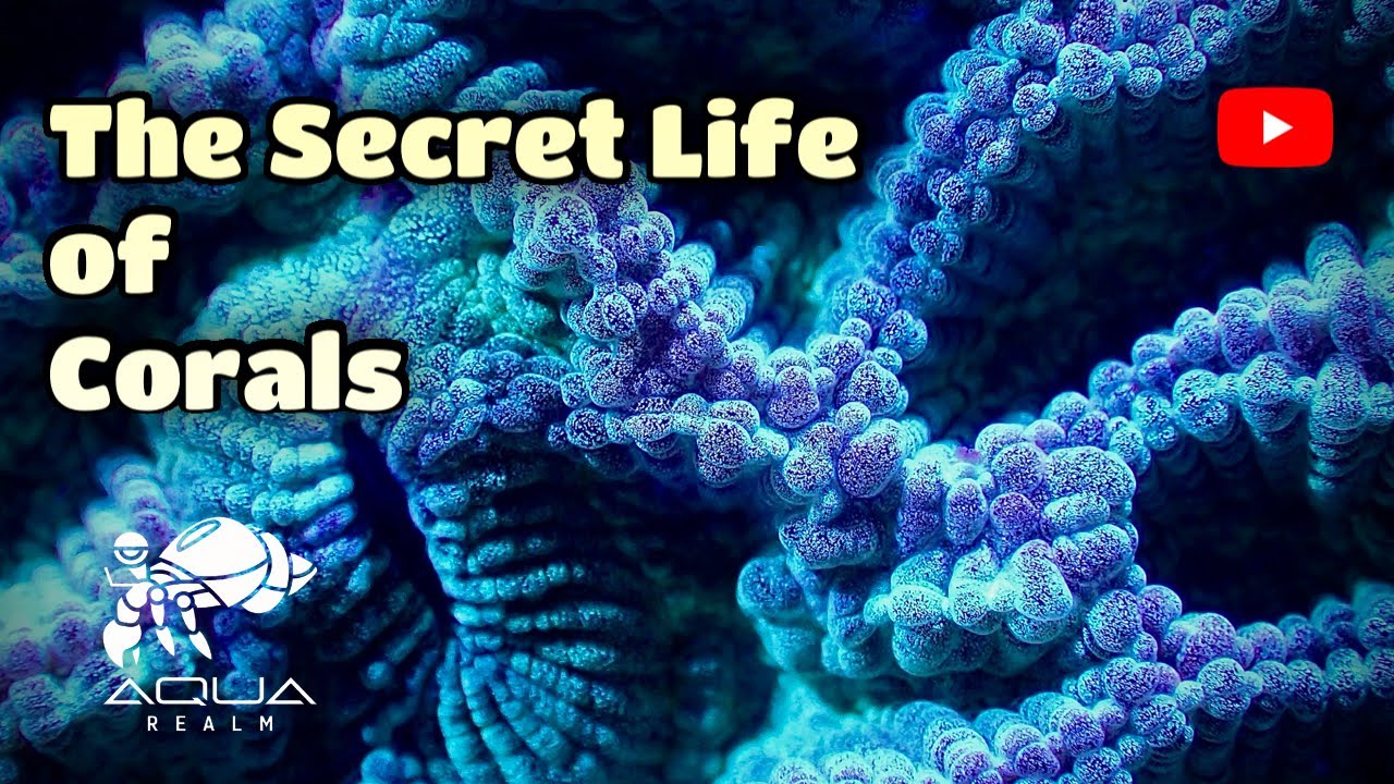 🌊 The Secret Life of Corals | How Coral Polyps Build Reefs 🪸