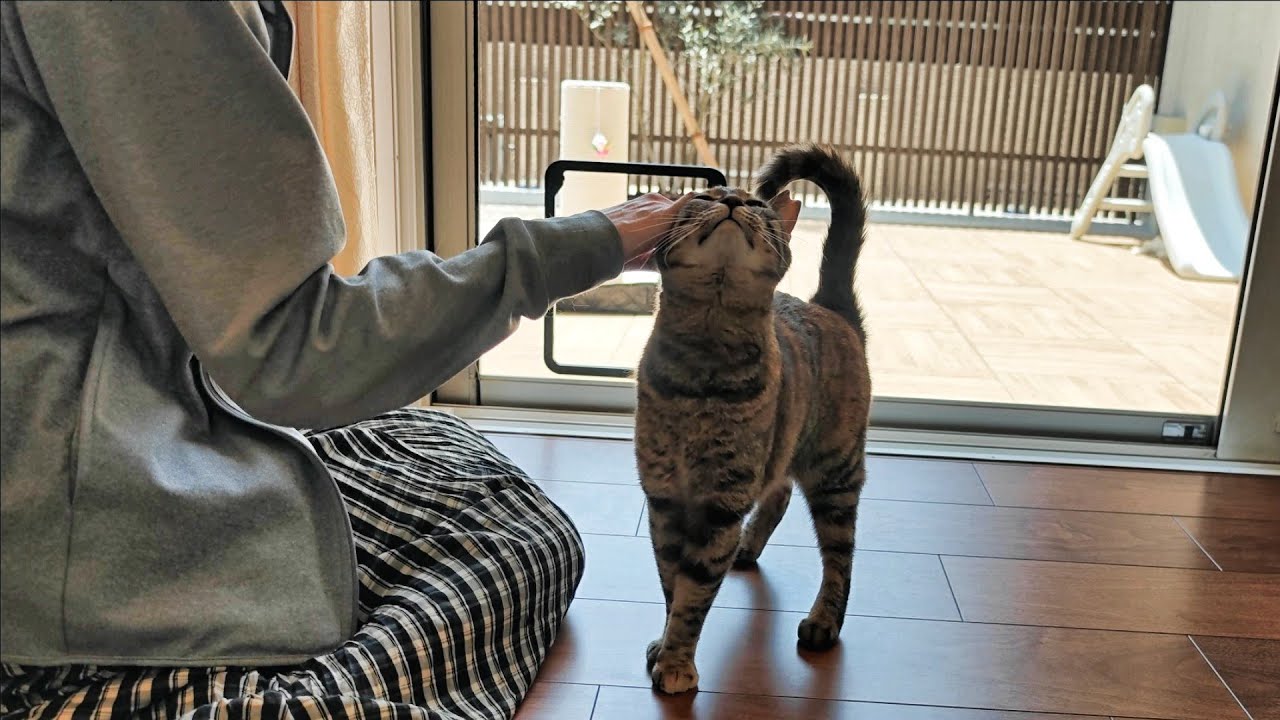 庭遊びも好きだけど、やっぱりおうちの中が大好きな猫