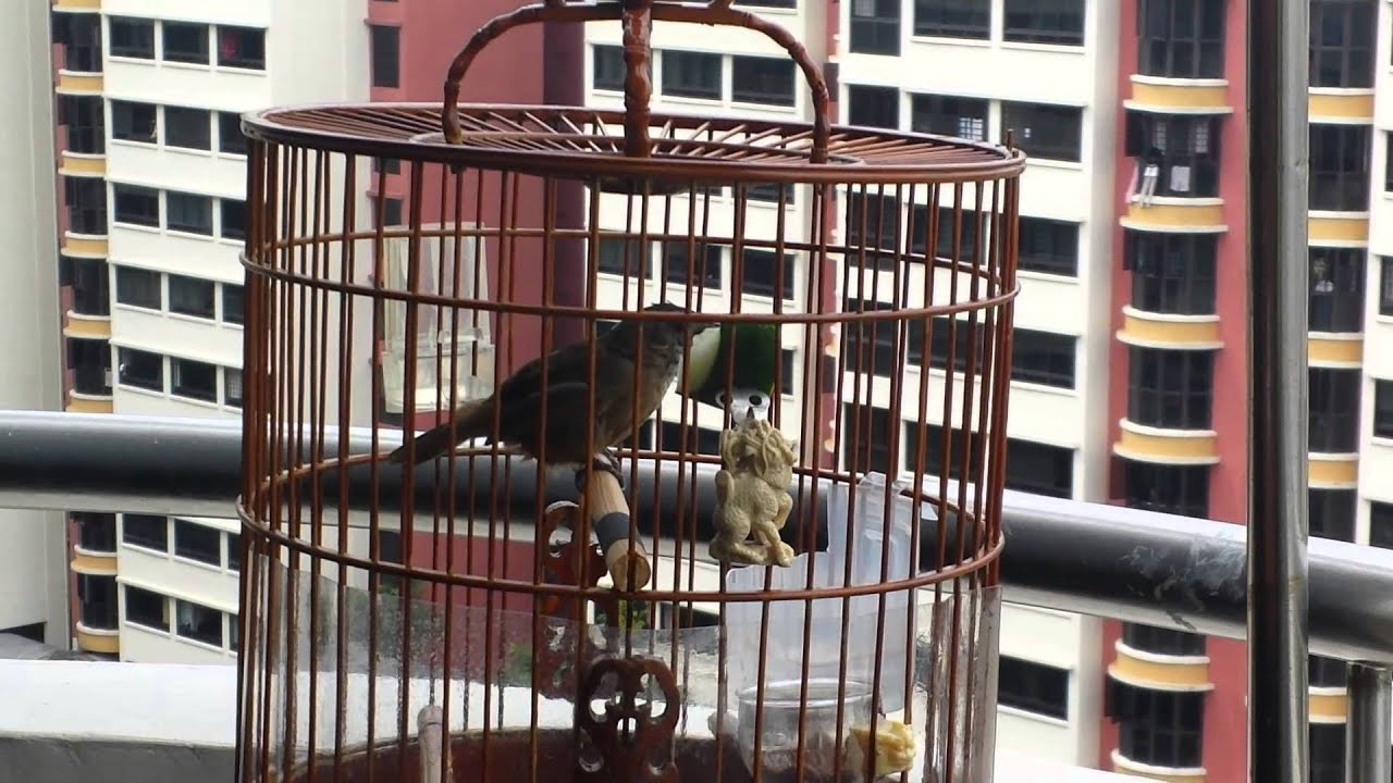 Tieu Mi - Mini Hwa Mei - Spot-throated babbler