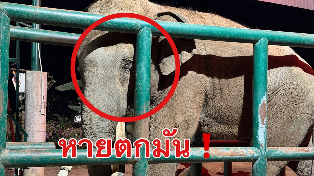 ก่อนนอน Elephant Thailand