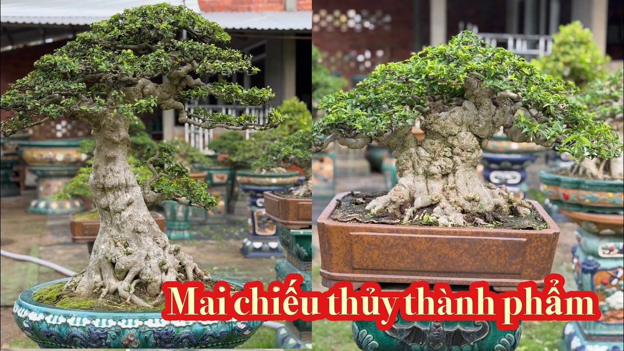 (Ngày 1-3) Giao lưu các mặt hàng MAI CHIẾU THUỶ 