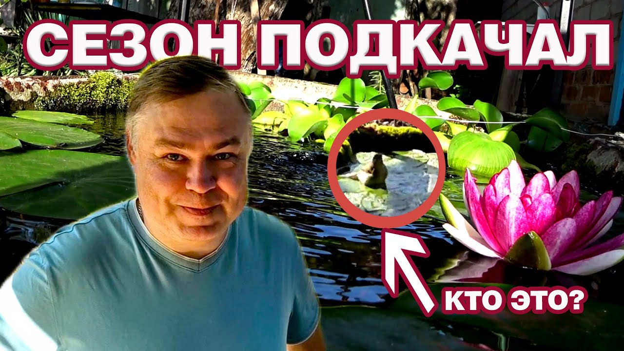 СЕЗОН ПОДКАЧАЛ! Рыбы выжили? ВНЕЗАПНЫЙ ГОСТЬ! И важное сообщение.