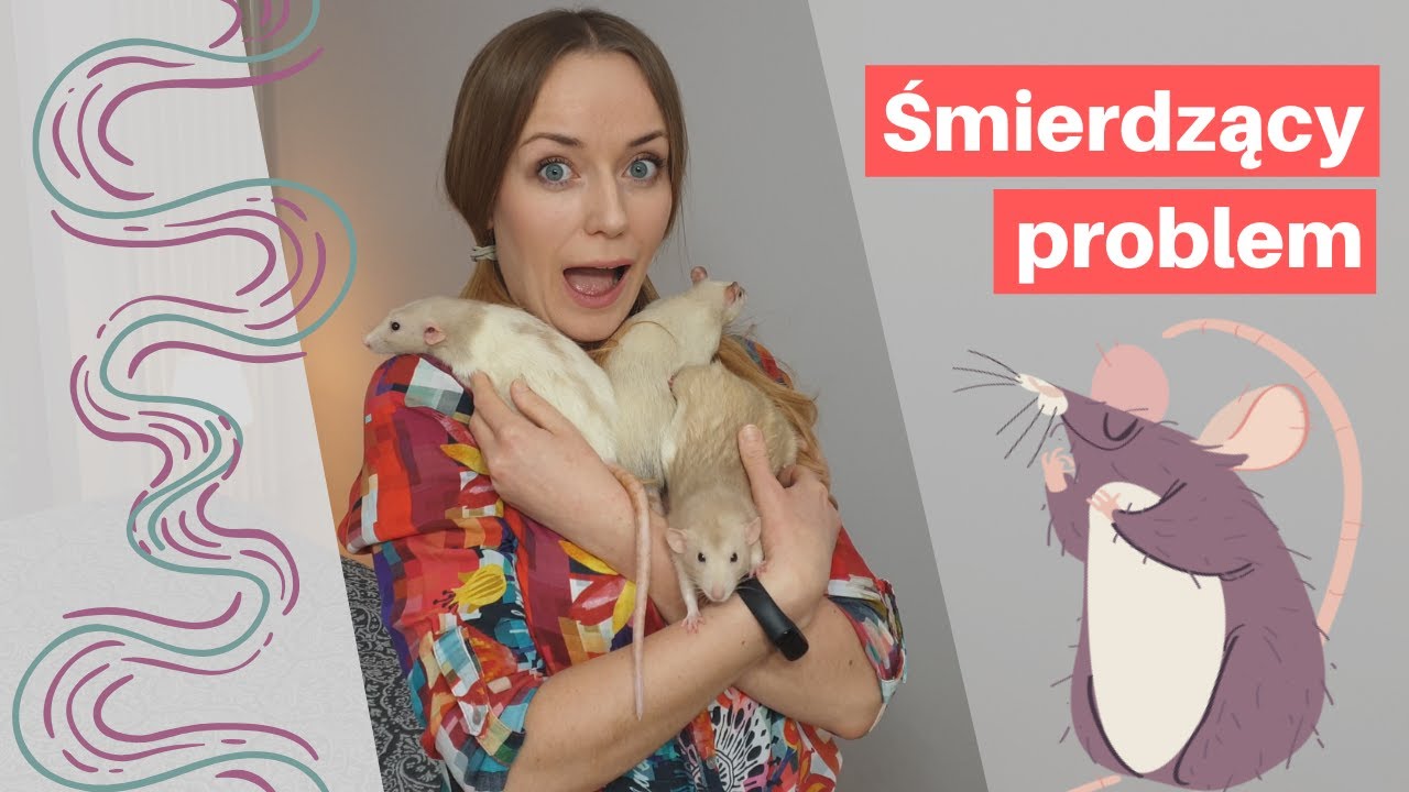 Śmierdzący problem - dlaczego szczury ciągle sikają?  | Szczuromania #11