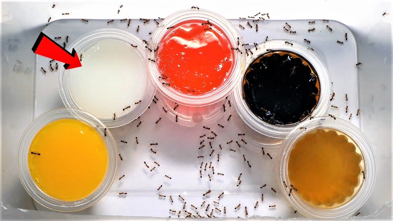 Which of these FIVE FLAVOURS will FIRE ANTS love most? | Fire Ant Taste Test