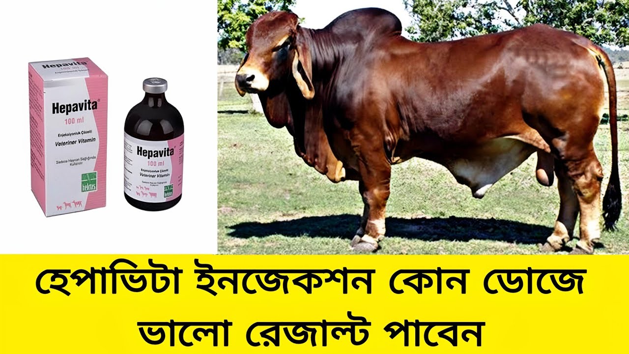 হেপাভিটা ইনজেকশন কোন ডোজে ভালো রেজাল্ট পাবেন || ANIMAL HEALTH CARE