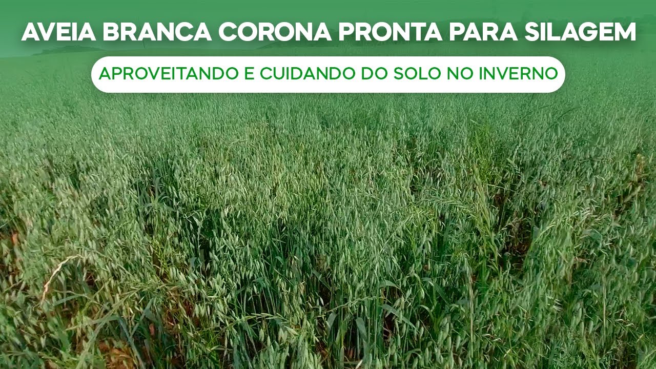 Aveia Branca Corona Pronta pra Silagem, aproveitando e cuidando do solo no inverno (v.198)