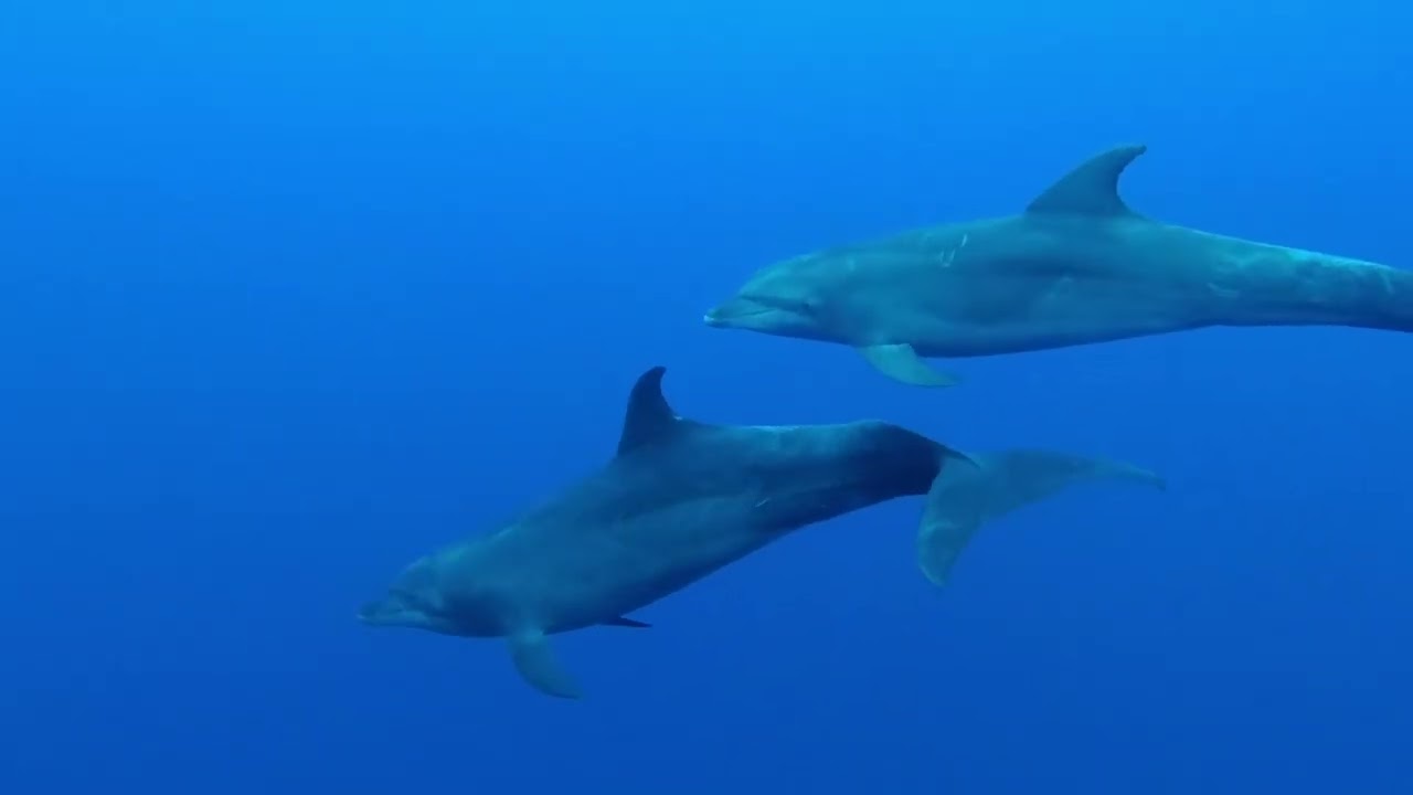 Cocos Island Diving Trip June II 2023