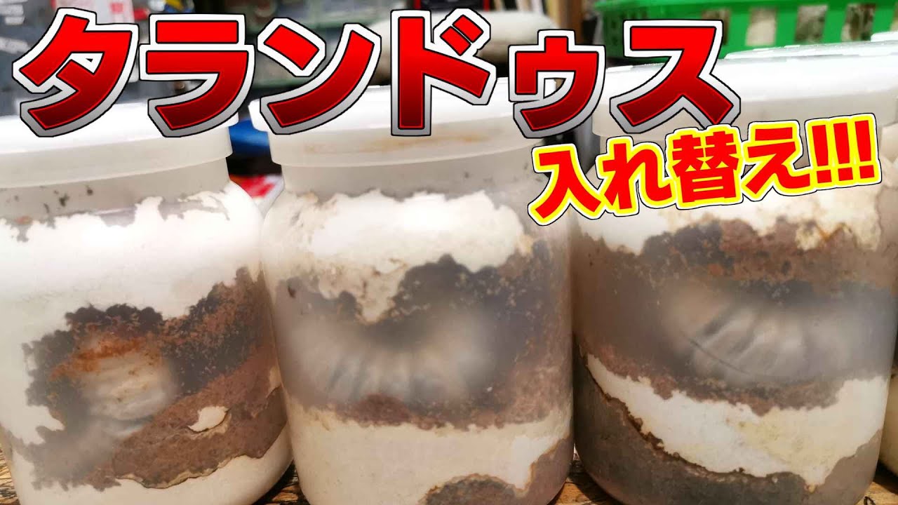 タランドゥスボトル交換‼