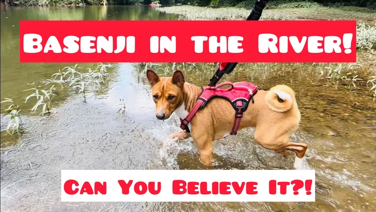 Basenji in the River (Can You Believe It?!)