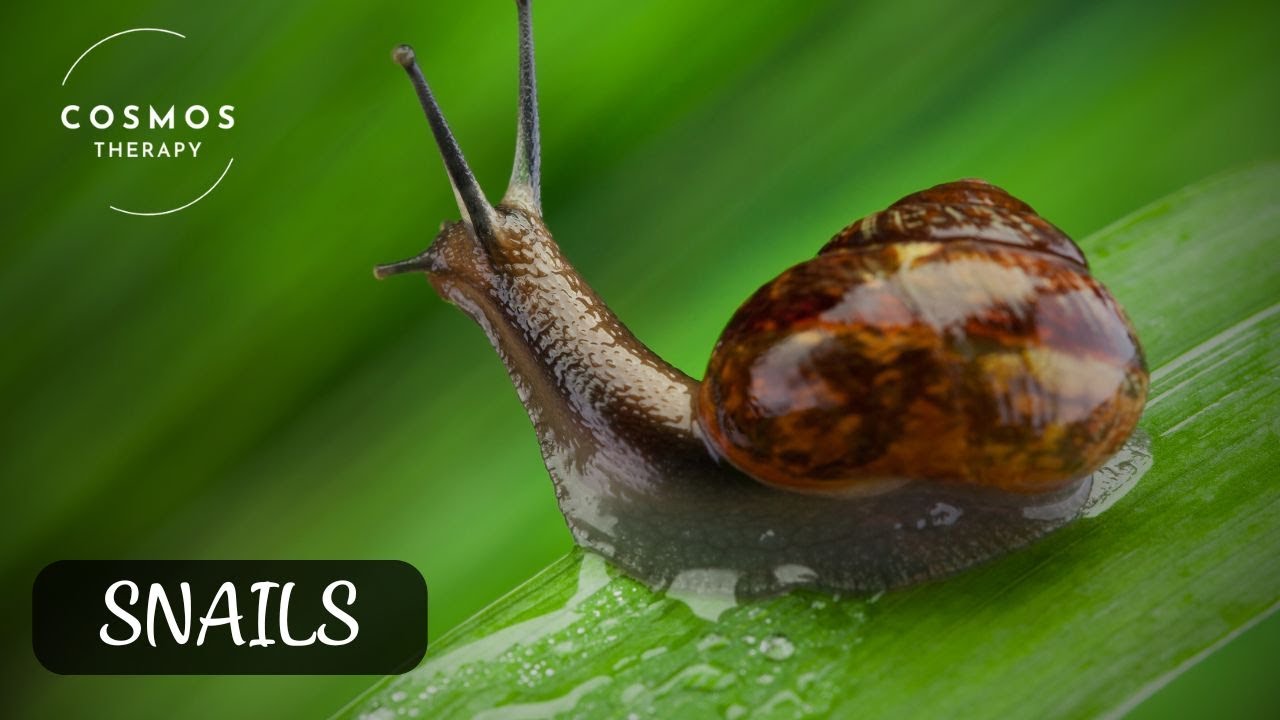 facts you don't know about snails | short Documentary
